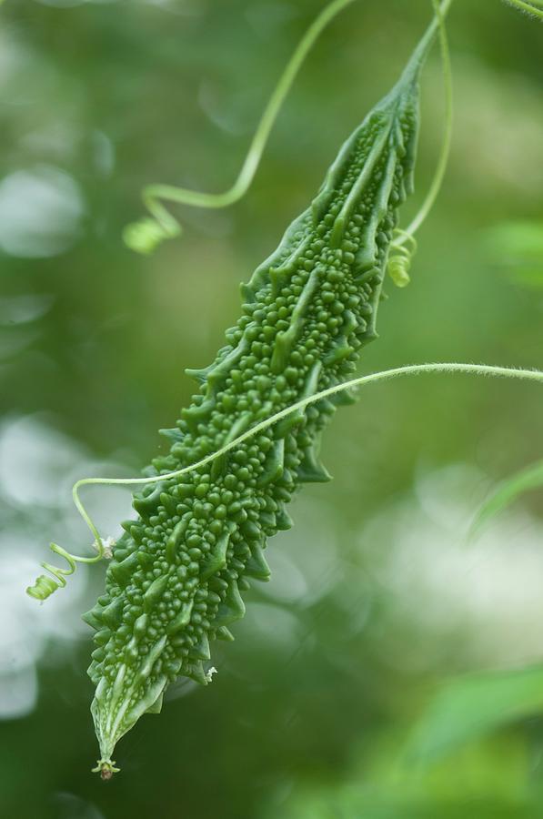 Bitter Melon (momordica Charantia) Fruit #2 by Maria Mosolova / Science ...