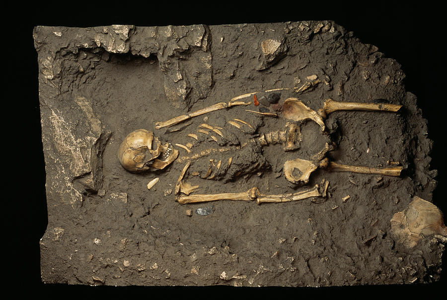 Cro-magnon Man Fossil #2 by Pascal Goetgheluck / Science Photo Library