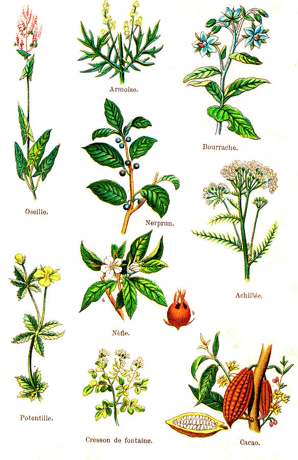 Edible And Medicinal Plants #2 by Collection Abecasis / Science Photo  Library