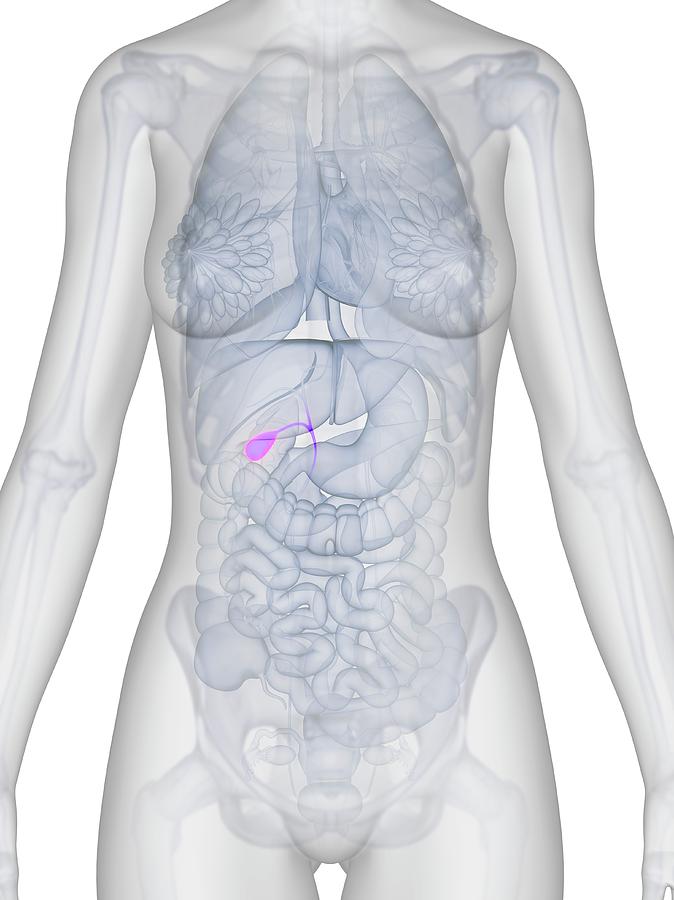 Female Gall Bladder #2 by 3Dmedisphere / Science Photo Library
