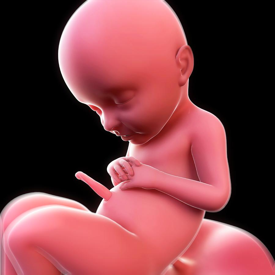 Foetus At 31 Weeks 2 by 3Dmedisphere / Science Photo Library — free download