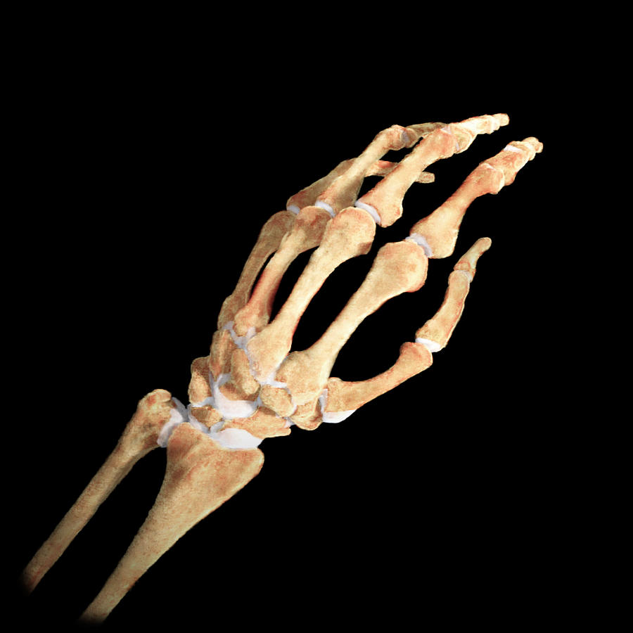 Hand #2 by Anatomical Travelogue