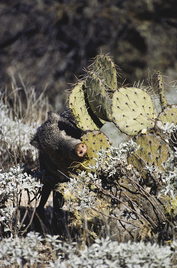 Javelina Eating Cactus #2 by Gerald C. Kelley