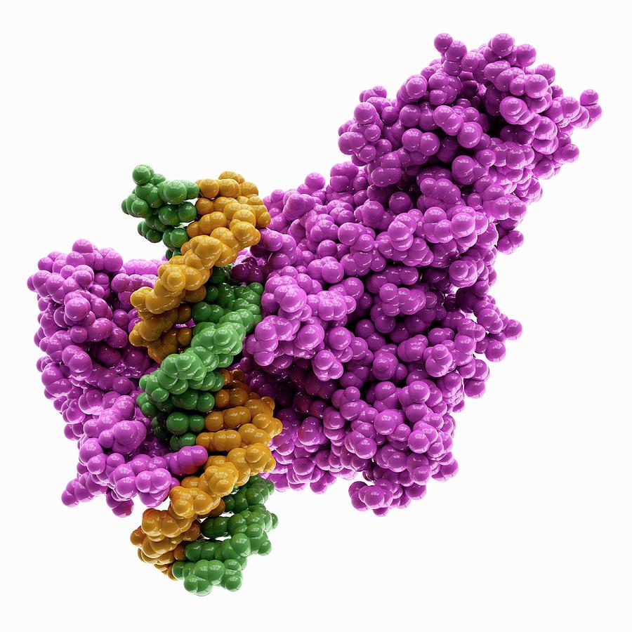 Methyltransferase Complexed With Dna #2 by Laguna Design / Science ...
