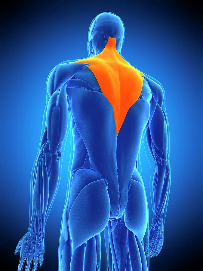Back Muscles #20 by 3Dmedisphere / Science Photo Library