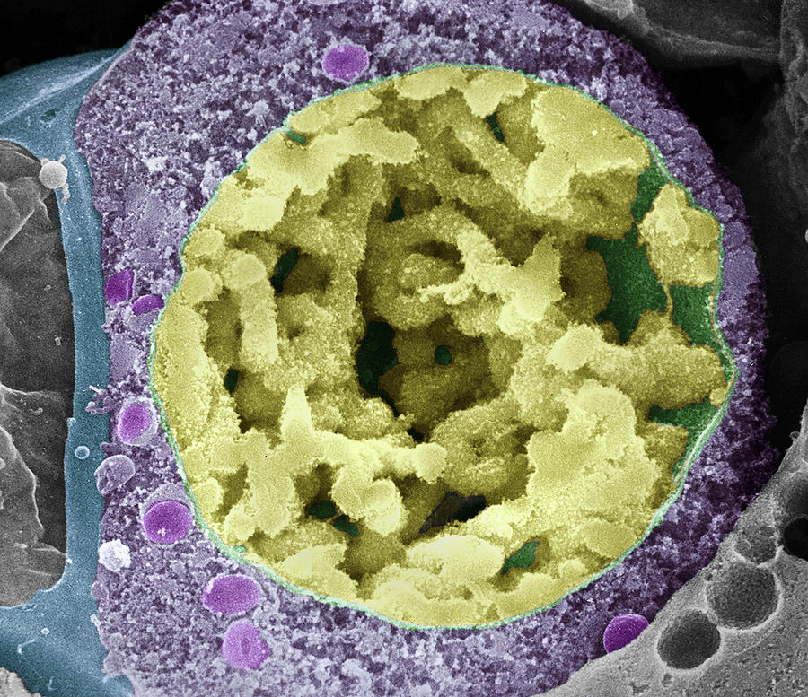 Dividing Pollen Cell #22 by Professor T. Naguro / Science Photo Library