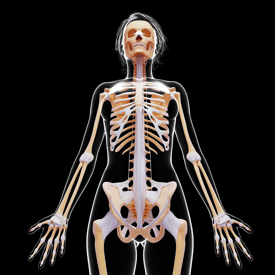 Female Skeleton #23 by Pixologicstudio / Science Photo Library