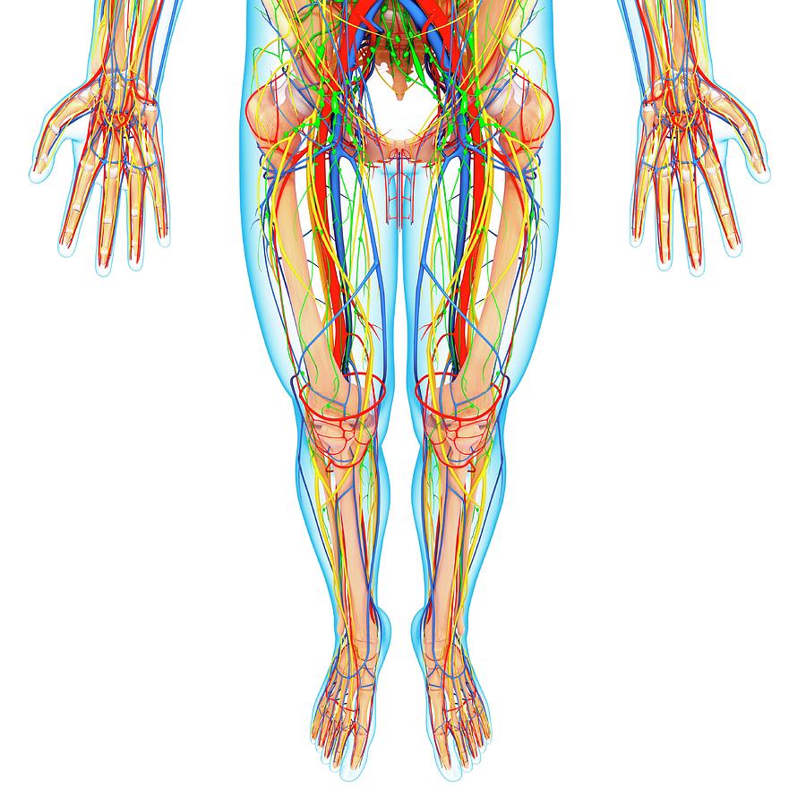 Lower Body Anatomy #26 by Pixologicstudio / Science Photo Library