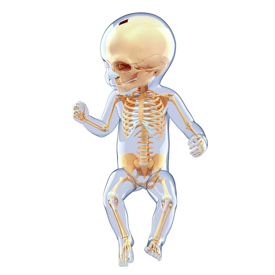 Baby's Skeletal System #29 by Pixologicstudio / Science Photo Library