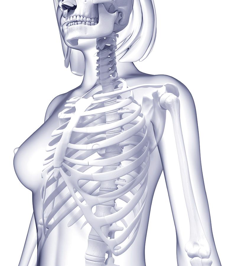 Female Skeleton #29 by Pixologicstudio / Science Photo Library