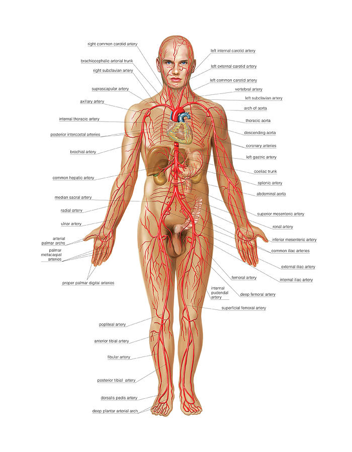 Arterial System #3 by Asklepios Medical Atlas / Science Photo Library