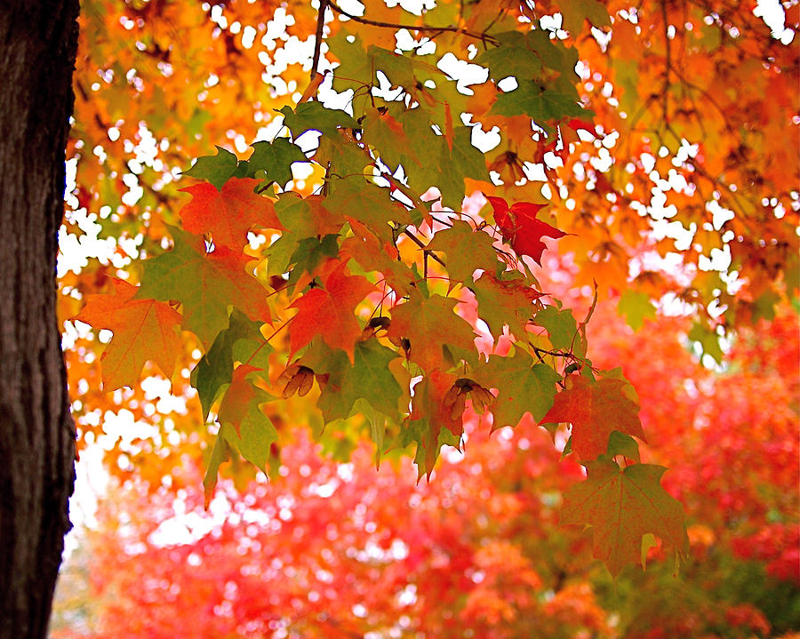 Autumn Leaves Photograph by Rona Black