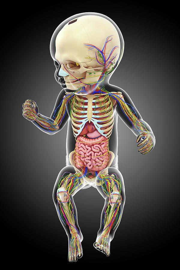 Baby's Anatomy #3 by Pixologicstudio / Science Photo Library