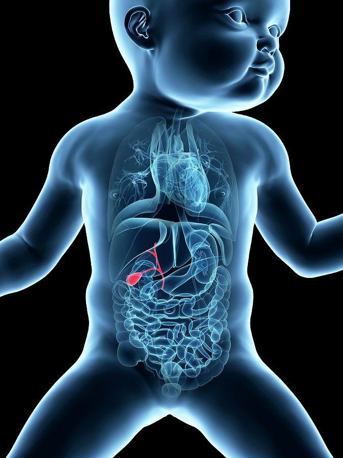 Baby's Gall Bladder #3 by 3Dmedisphere / Science Photo Library
