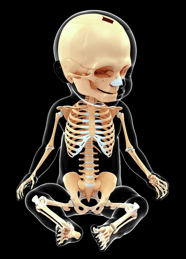 Baby's Skeletal System #3 by Pixologicstudio / Science Photo Library
