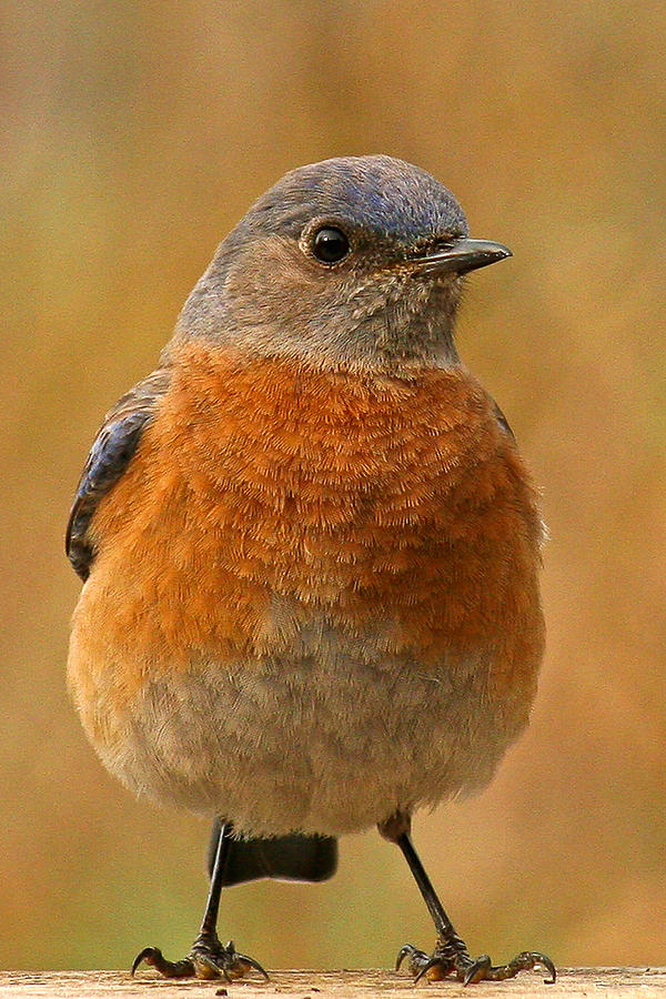 Bluebird #3 Photograph by Jean Noren