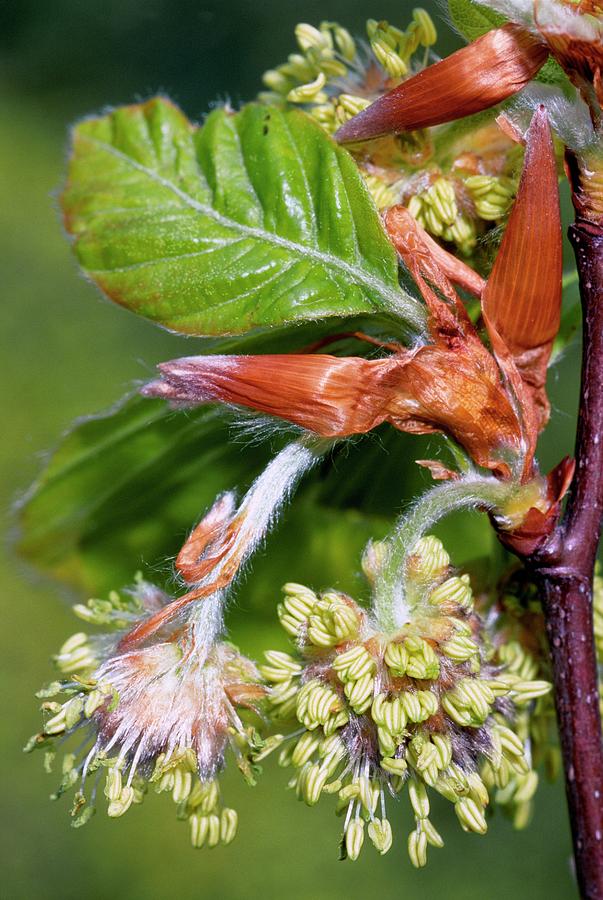 Common Beech (fagus Sylvatica) #3 by Bruno Petriglia / Science Photo Library