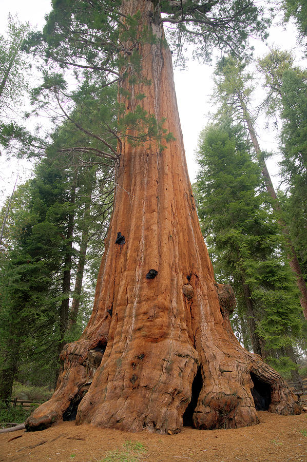Shevan Tree General Sherman Tree #3 by Mark Newman