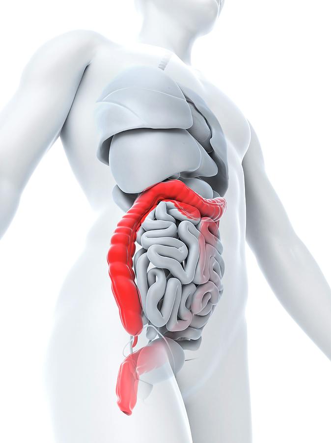 Hello Colon Healthy Colon #3 by 3Dmedisphere / Science Photo Library