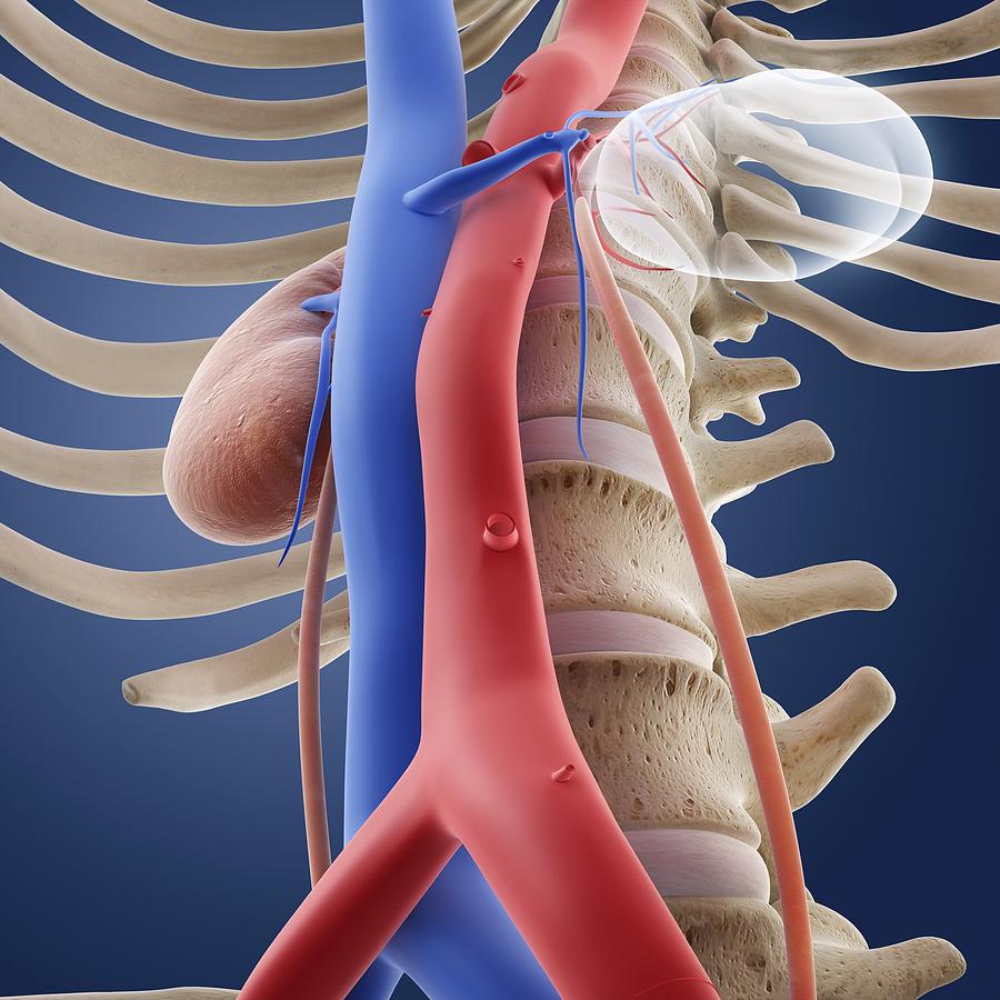 Single-kidney anatomy, artwork #3 by Springer Medizin / Science Photo ...
