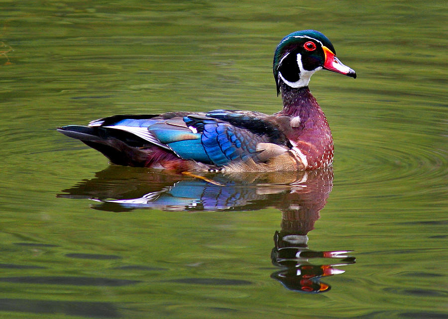 Colorful Wood Duck in Tranquil Water Photograph - Wood duck by Jean Noren