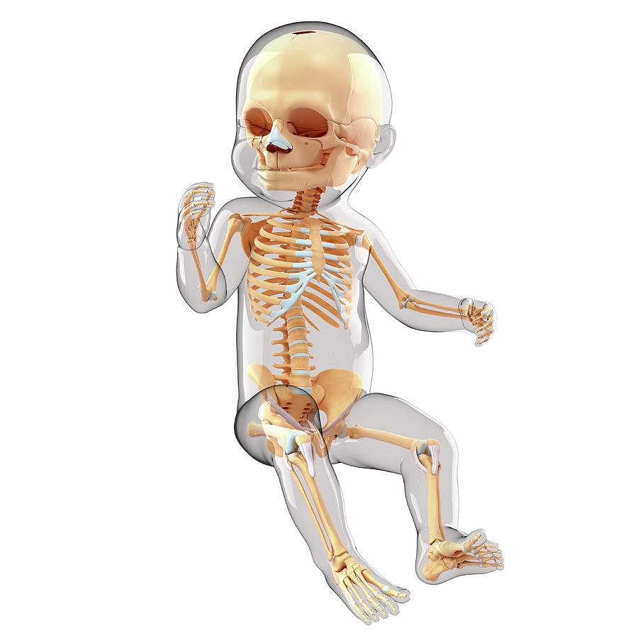 Art Studio「SHOT!」Skeleton Baby Baby's Skeletal System #33 by Pixologicstudio / Science Photo Library