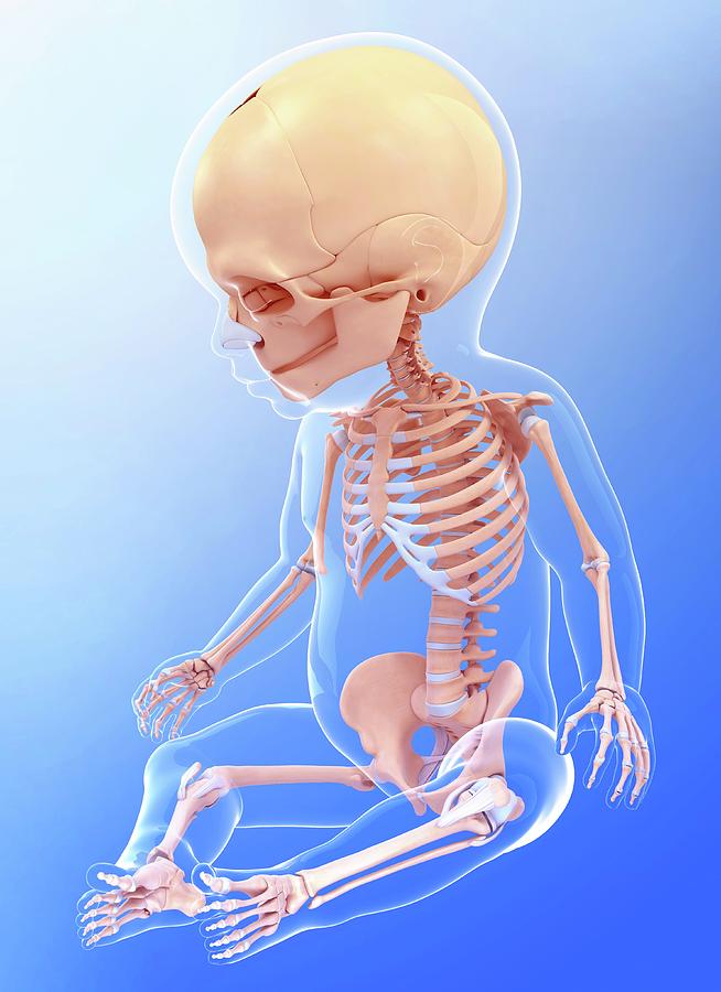 Baby's Skeletal System #34 by Pixologicstudio / Science Photo Library