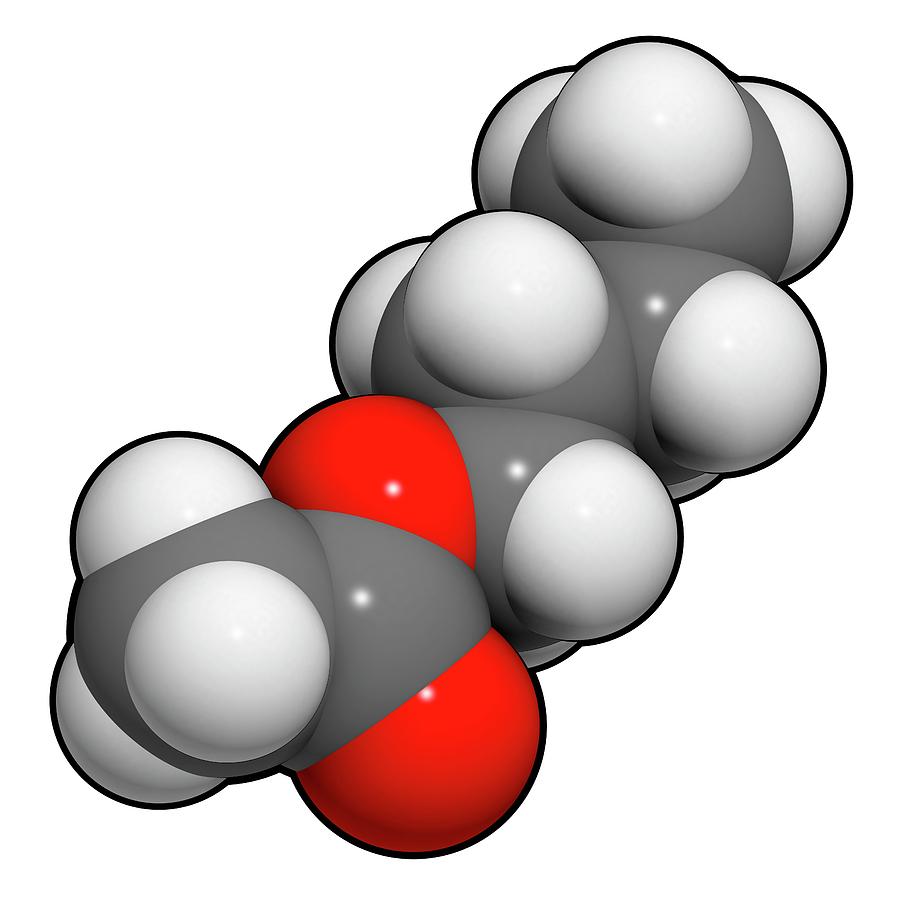 Butyl Acetate Molecule #4 by Molekuul / Science Photo Library
