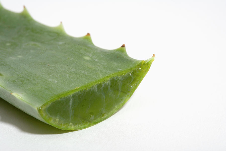 Close Up Of Aloe Vera Plant #4 by Science Stock Photography / Science ...