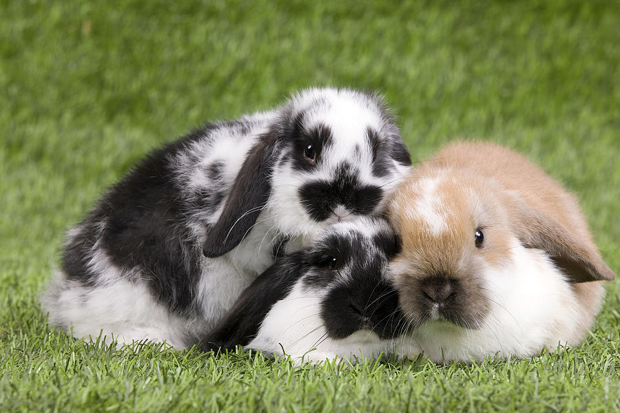 Dwarf Lop Rabbits #4 by Jean-Michel Labat
