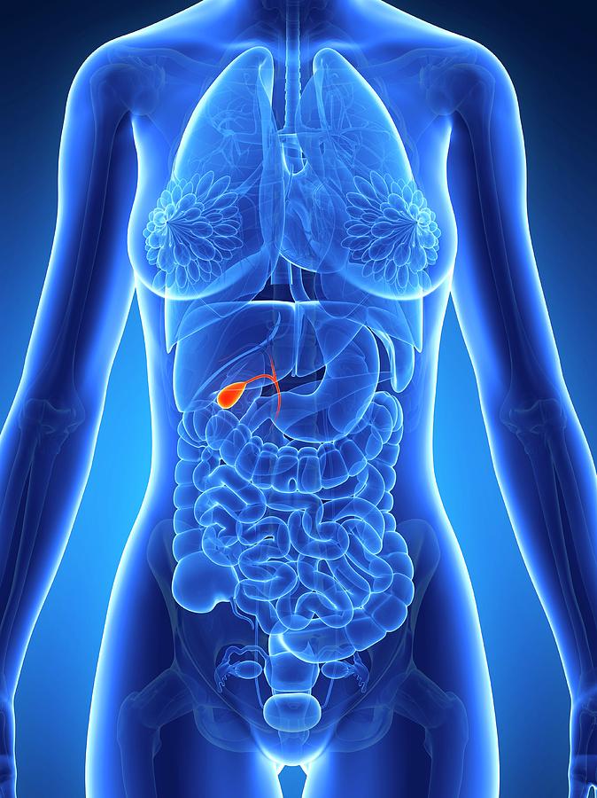 Female Gall Bladder #4 by 3Dmedisphere / Science Photo Library