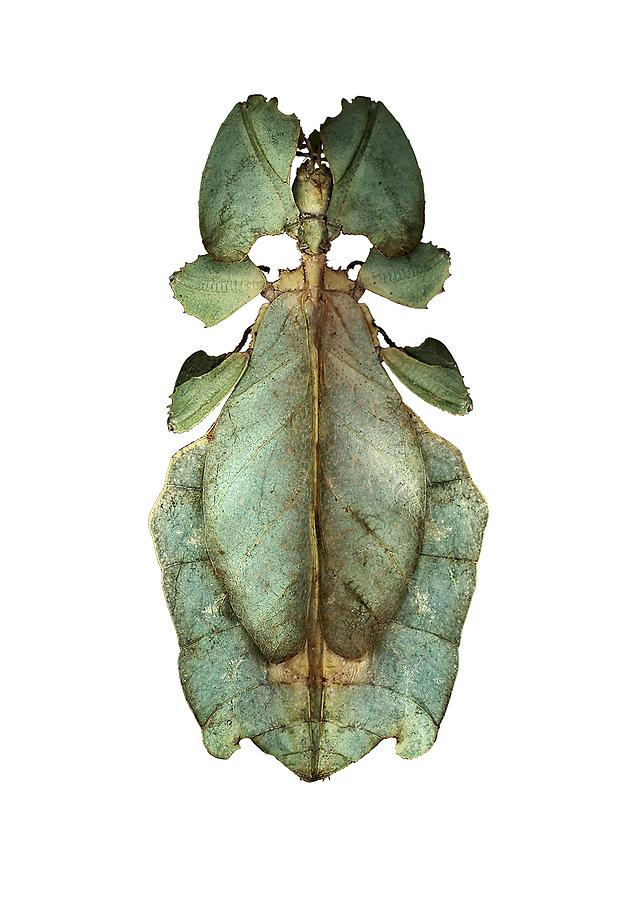 Leaf insect #4 by F. Martinez Clavel / Science Photo Library