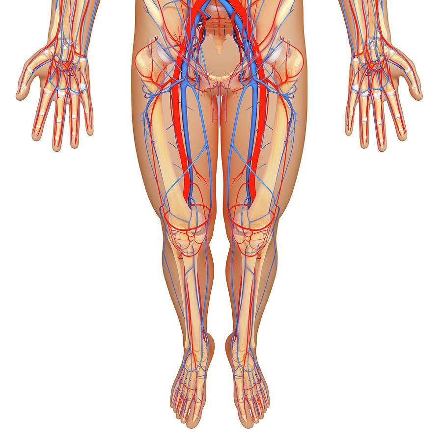 Lower Body Anatomy #4 by Pixologicstudio / Science Photo Library