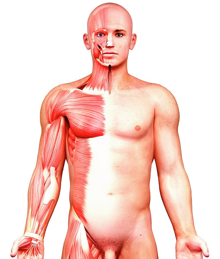 Male Anatomy #406 by Pixologicstudio / Science Photo Library