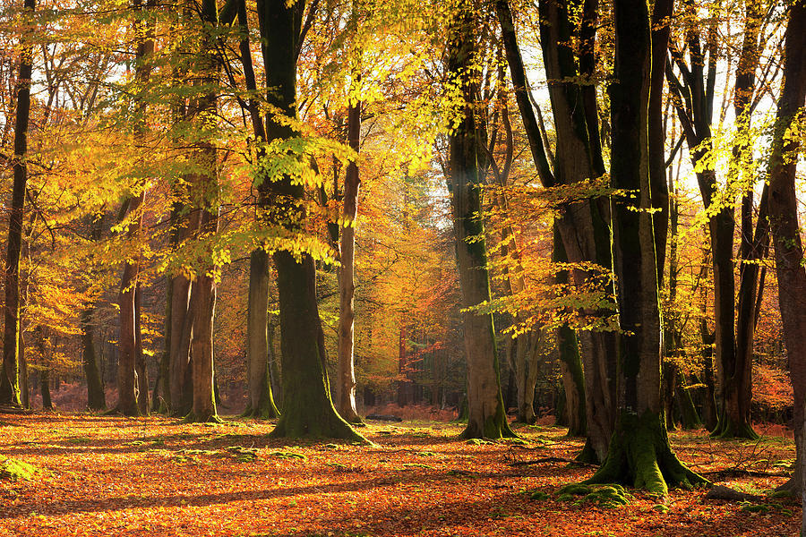 Autumn Woods #5 by Jeremy Walker