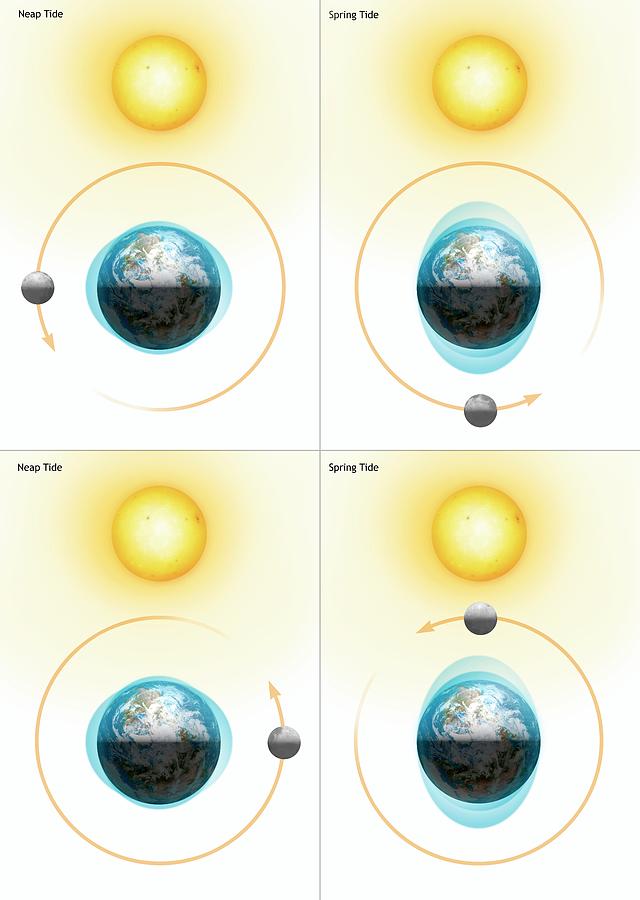 Tides Moon Examples Diagram Showing The Lunar Tides #5 by Mark Garlick / Science Photo Library