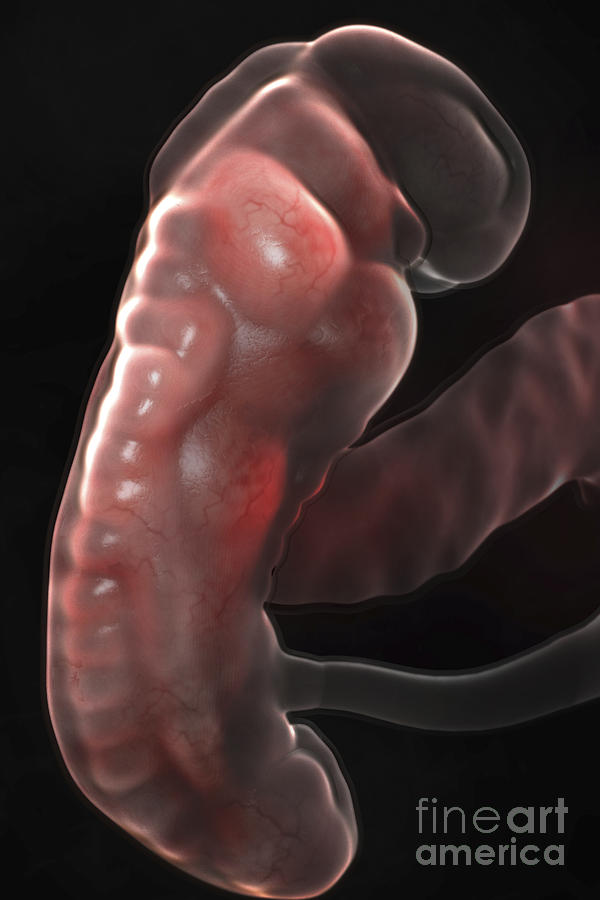Embryo Development Week 5 #5 by Science Picture Co