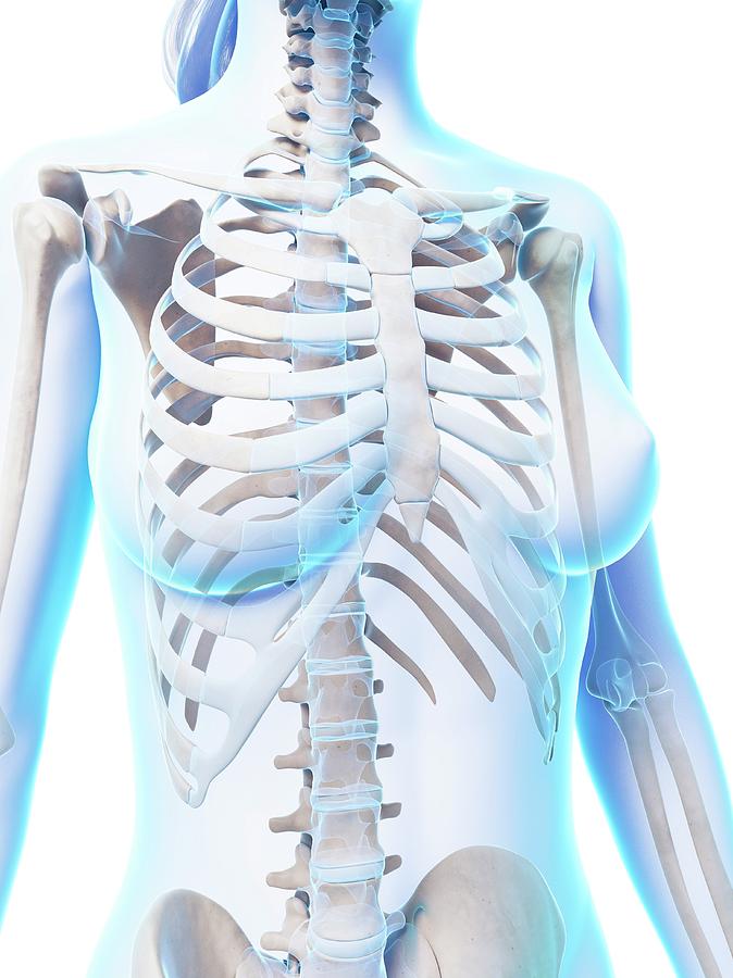 Female Ribcage #5 by 3Dmedisphere / Science Photo Library