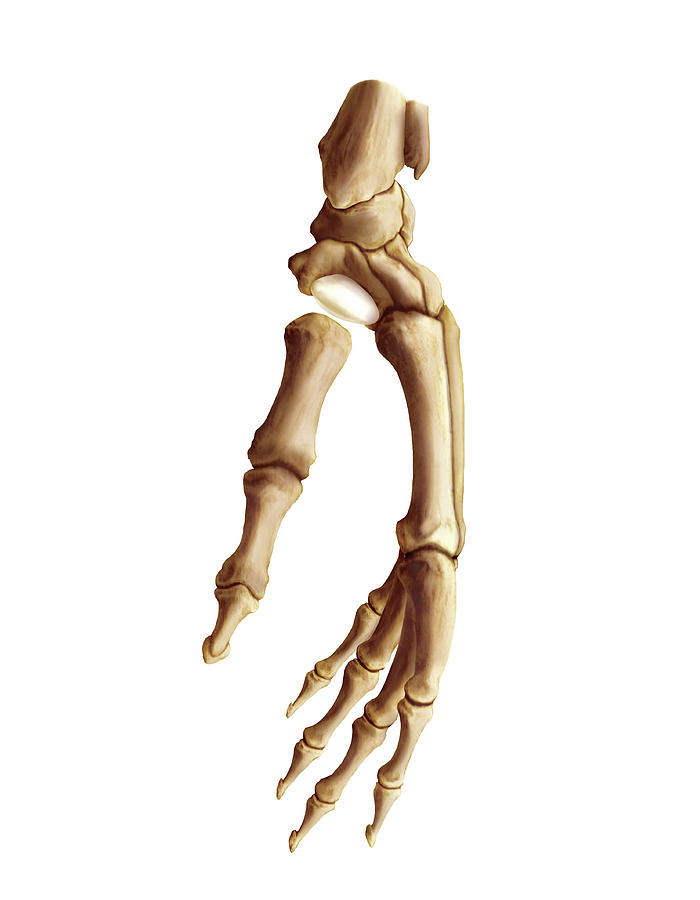 Wrist And Metacarpus Bones #5 by Asklepios Medical Atlas / Science ...