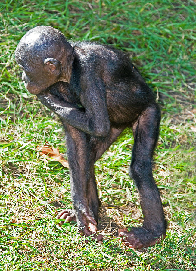 Baby Bonobo #6 by Millard H. Sharp