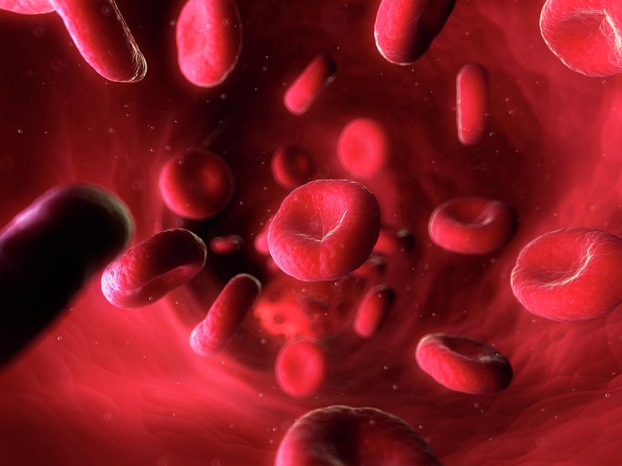 Science Blood Line Blood Stream #6 by 3Dmedisphere / Science Photo Library