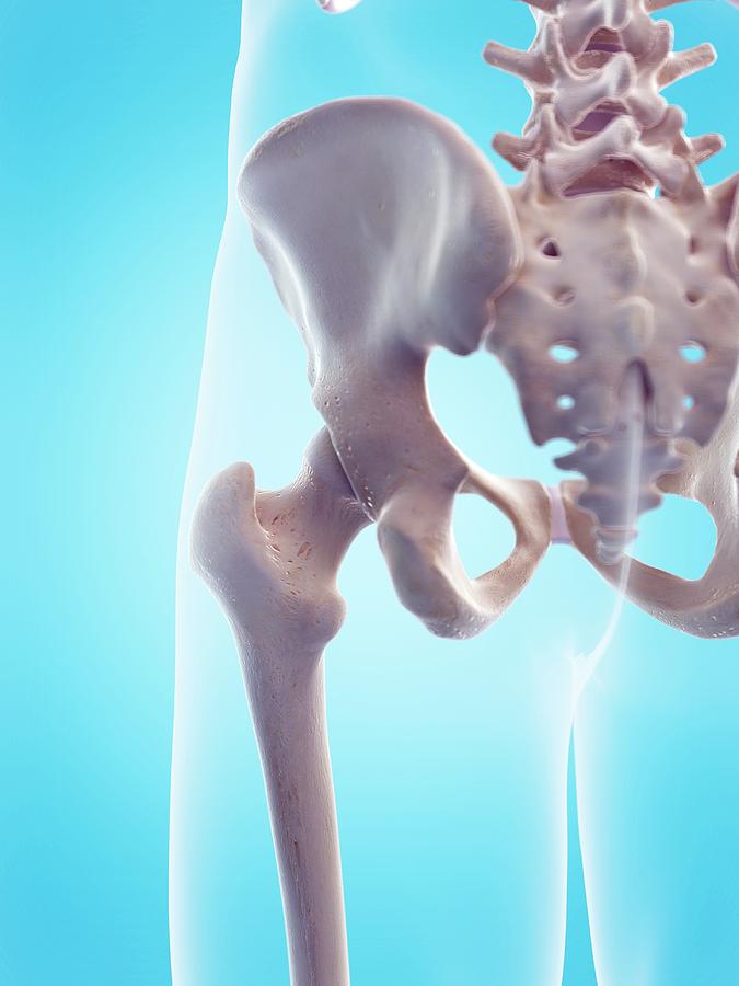 Human Hips Reference Human Hips #6 by 3Dmedisphere / Science Photo Library