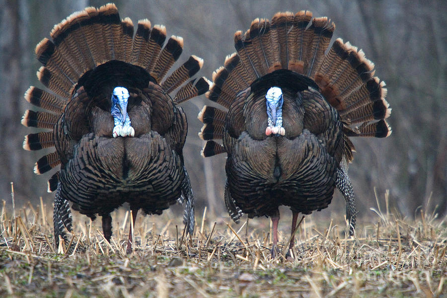 Jake Eastern Wild Turkeys #6 by Linda Freshwaters Arndt