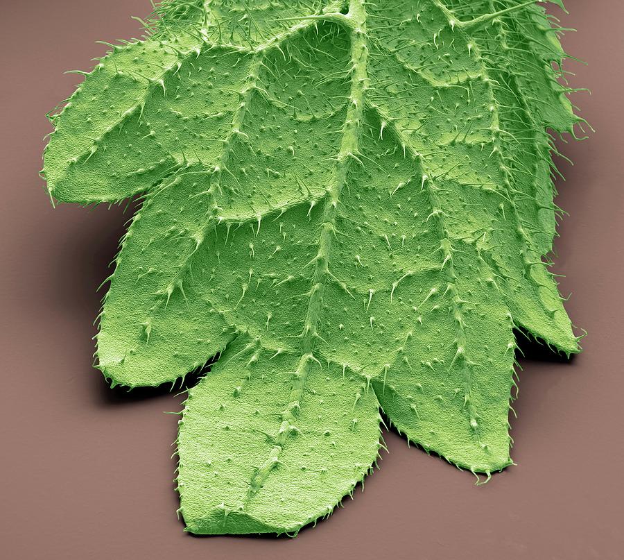 Stinging Nettle Leaf #6 by Steve Gschmeissner / Science Photo Library