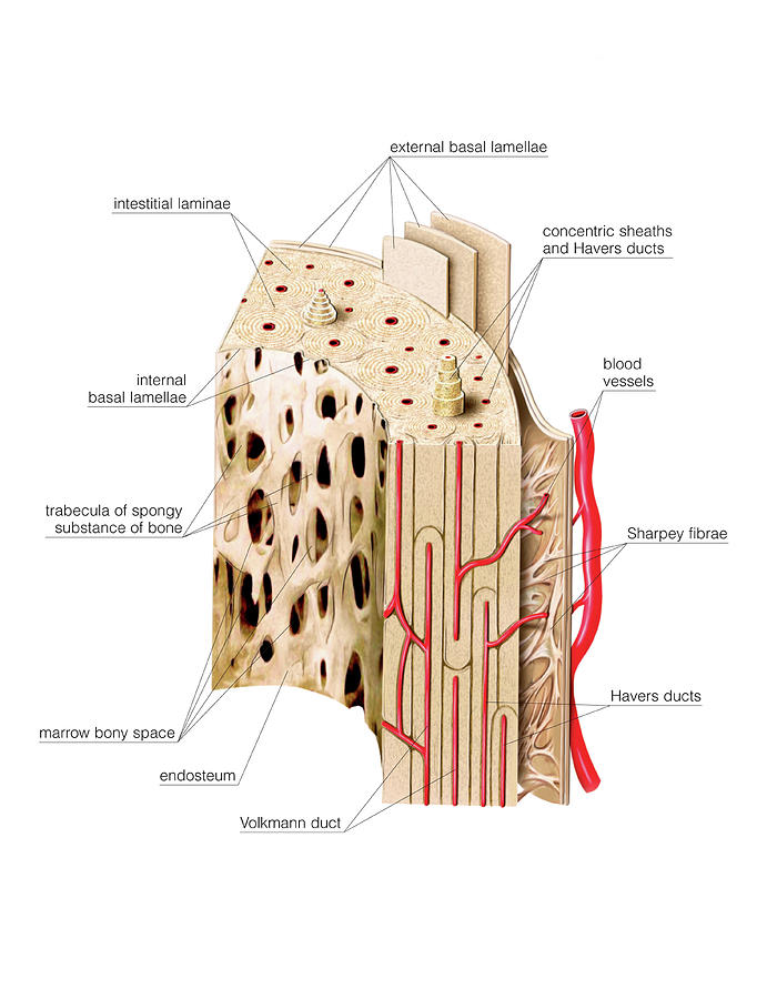 Structure Of Long Bone #6 by Asklepios Medical Atlas / Science Photo ...