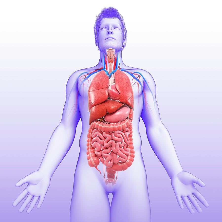 Internal Organs Diagram Left Side