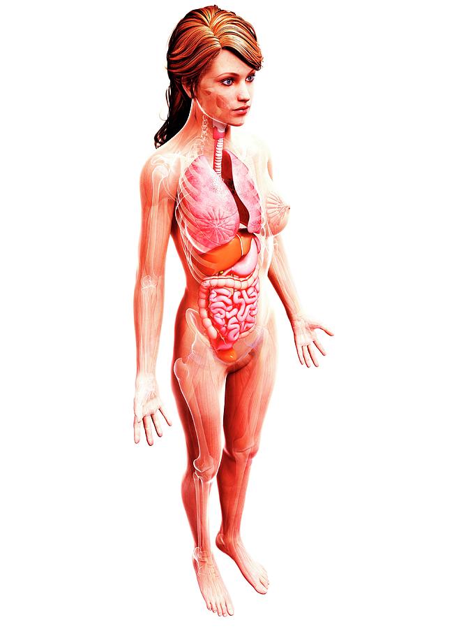 Female Anatomy #702 by Pixologicstudio / Science Photo Library
