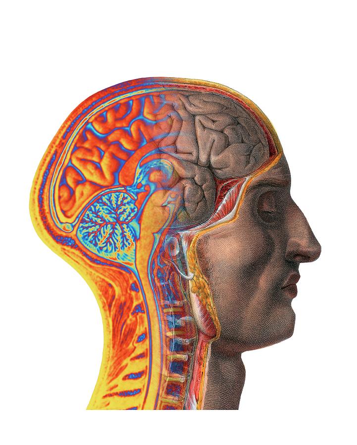 Brain #8 by Alfred Pasieka / Science Photo Library