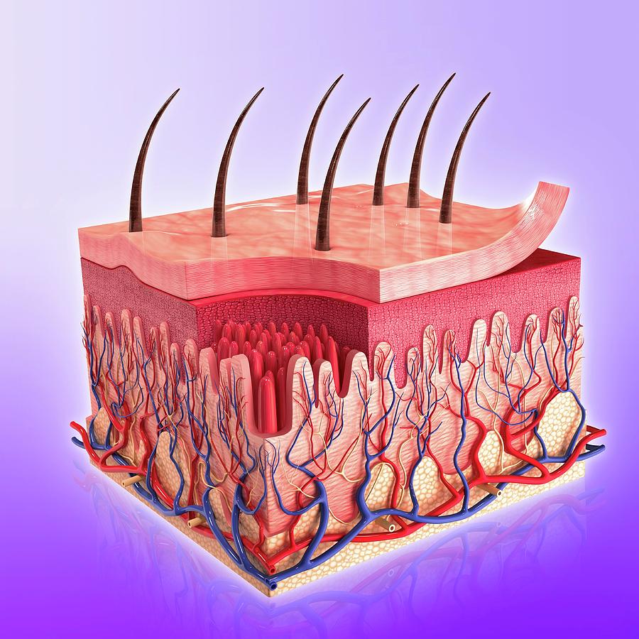 Human Skin #85 by Pixologicstudio / Science Photo Library