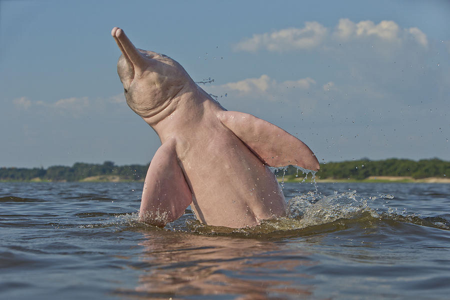 Amazon River Dolphin #9 by M. Watson